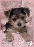 Hannah, a female Morkie for sale in Tempe, AZ – 1 of 5