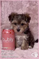 Scamp the Morkie Poo, a male Yorkipoo and Maltese for sale in Tempe, AZ – 8 of 9