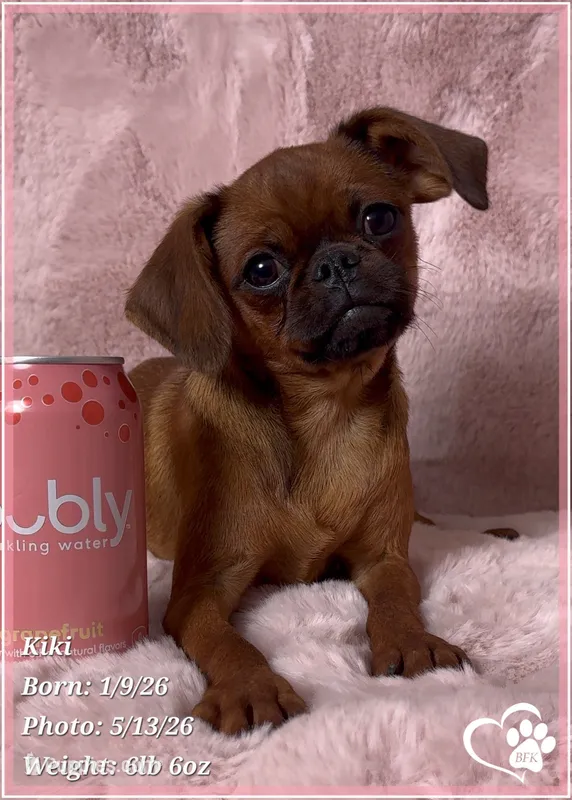 Kiki – Brussels Griffon puppy on hold in Tempe, AZ