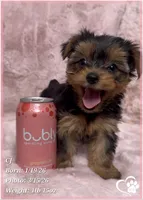 CJ, a male Yorkshire Terrier for sale in Tempe, AZ – Photo 5 of 9