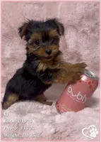 CJ, a male Yorkshire Terrier for sale in Tempe, AZ – Photo 9 of 9