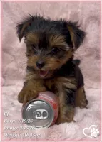 CJ, a male Yorkshire Terrier for sale in Tempe, AZ – Photo 7 of 9
