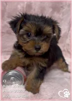 CJ, a male Yorkshire Terrier for sale in Tempe, AZ – Photo 2 of 9