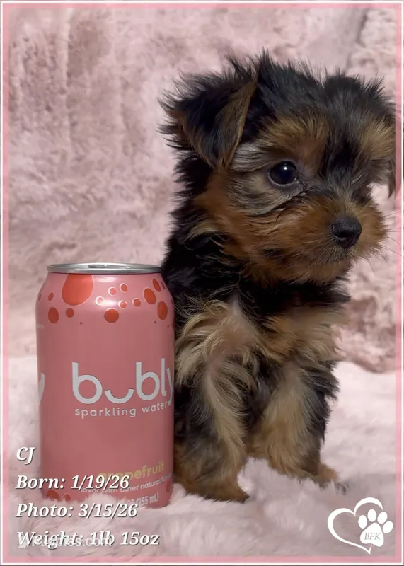 CJ – Yorkshire Terrier puppy for sale in Tempe, AZ