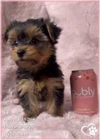 CJ, a male Yorkshire Terrier for sale in Tempe, AZ – Photo 4 of 9