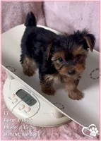 CJ, a male Yorkshire Terrier for sale in Tempe, AZ – Photo 3 of 9