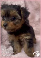 CJ, a male Yorkshire Terrier for sale in Tempe, AZ – Photo 6 of 9