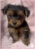 CJ, a male Yorkshire Terrier for sale in Tempe, AZ – Photo 8 of 9