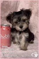 Sunny, a female Morkie for sale in Tempe, AZ – 3 of 9