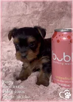 Tater, a male Yorkshire Terrier for sale in Tempe, AZ – 3 of 10