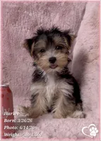 Harley, a female Morkie for sale in Tempe, AZ – 5 of 10