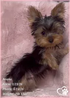 Beans, a male Yorkshire Terrier for sale in Tempe, AZ – 3 of 10