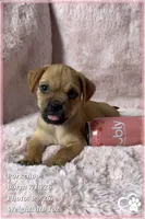 Porkchop the Porkie, a male Pug and Yorkshire Terrier for sale in Phoenix, AZ – 2 of 9