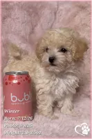 Winter, a female Maltipoo for sale in Phoenix, AZ – 7 of 10