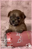 Princess, a female Mal Shi for sale in Phoenix, AZ – 3 of 7