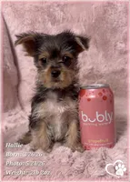 Hallie, a female Morkie for sale in Tempe, AZ – 9 of 10