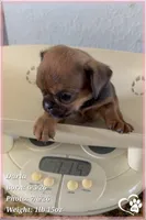 Darla, a female Brussels Griffon for sale in Tempe, AZ – 5 of 10