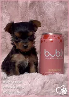 Chip, a male Yorkshire Terrier for sale in Tempe, AZ – 8 of 10