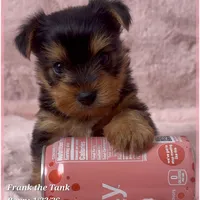 Frank the Tank, a male Yorkshire Terrier for sale in Tempe, AZ – Photo 6 of 10