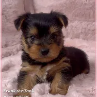 Frank the Tank, a male Yorkshire Terrier for sale in Tempe, AZ – Photo 4 of 10