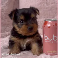 Frank the Tank, a male Yorkshire Terrier for sale in Tempe, AZ – Photo 3 of 10