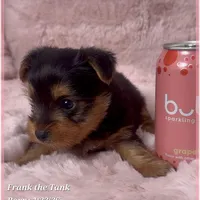Frank the Tank, a male Yorkshire Terrier for sale in Tempe, AZ – Photo 10 of 10