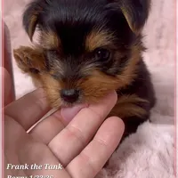 Frank the Tank, a male Yorkshire Terrier for sale in Tempe, AZ – Photo 2 of 10