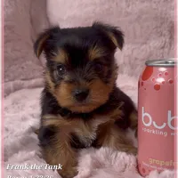 Frank the Tank, a male Yorkshire Terrier for sale in Tempe, AZ – Photo 1 of 10