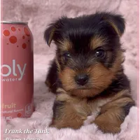 Frank the Tank, a male Yorkshire Terrier for sale in Tempe, AZ – Photo 8 of 10