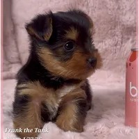 Frank the Tank, a male Yorkshire Terrier for sale in Tempe, AZ – Photo 5 of 10