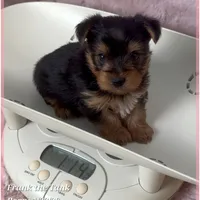 Frank the Tank, a male Yorkshire Terrier for sale in Tempe, AZ – Photo 9 of 10