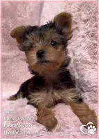 Tia, a female Yorkshire Terrier for sale in Tempe, AZ – Photo 2 of 8