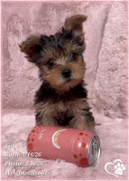 Tia, a female Yorkshire Terrier for sale in Tempe, AZ – Photo 8 of 8