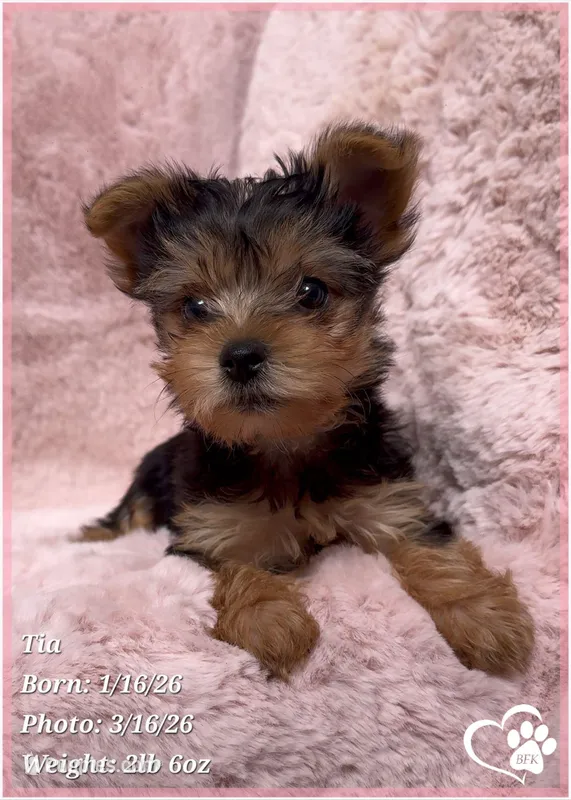 Tia – Yorkshire Terrier puppy for sale in Tempe, AZ