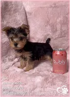 Tia, a female Yorkshire Terrier for sale in Tempe, AZ – Photo 4 of 8