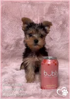 Tia, a female Yorkshire Terrier for sale in Tempe, AZ – Photo 6 of 8
