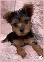Tia, a female Yorkshire Terrier for sale in Tempe, AZ – Photo 3 of 8