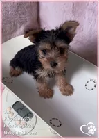 Tia, a female Yorkshire Terrier for sale in Tempe, AZ – Photo 5 of 8