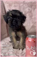 Midnight, a female Brussels Griffon for sale in Phoenix, AZ – 8 of 9