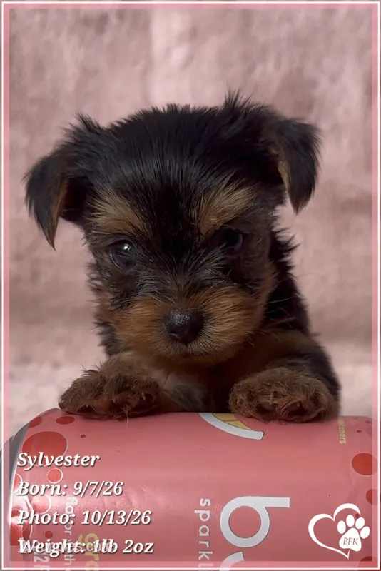 Sylvester – Yorkshire Terrier puppy for sale in Phoenix, AZ