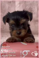 Sylvester, a male Yorkshire Terrier for sale in Phoenix, AZ – 1 of 10