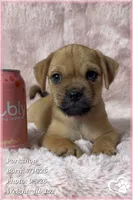 Porkchop the Porkie, a male Pug and Yorkshire Terrier for sale in Phoenix, AZ – 1 of 9