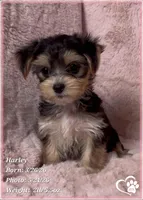 Harley, a female Morkie for sale in Tempe, AZ – 5 of 10