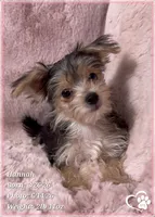 Hannah, a female Morkie for sale in Tempe, AZ – 5 of 8