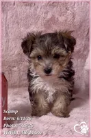 Scamp the Morkie Poo, a male Yorkipoo and Maltese for sale in Tempe, AZ – 5 of 9