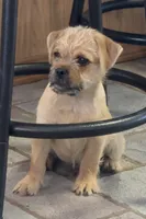 Meatball, a male Pug and Yorkshire Terrier for sale in Phoenix, AZ – 2 of 4
