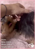 Beans, a male Yorkshire Terrier for sale in Tempe, AZ – 8 of 10
