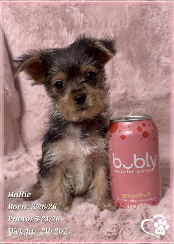 Hallie – Morkie puppy for sale in Tempe, AZ
