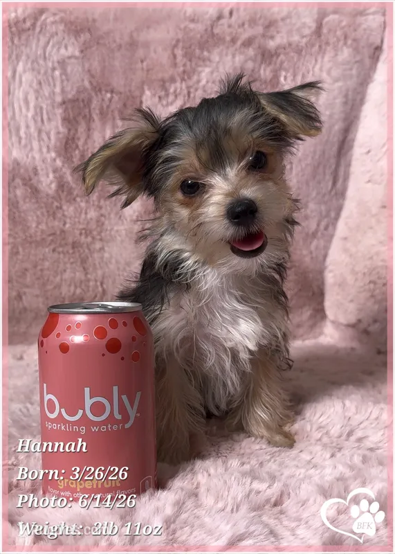 Hannah – Morkie puppy for sale in Tempe, AZ