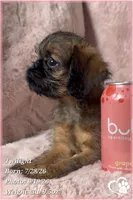 Twilight, a female Brussels Griffon for sale in Phoenix, AZ – 7 of 10